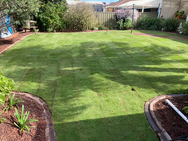 landscaping-garden-northern-adelaide-portfolio-clay-soil-turf-3